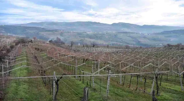 Vigneti spogli in Valpolicella, con filari ordinati che si estendono verso colline nebbiose, promettendo il futuro vino della Valpolicella.