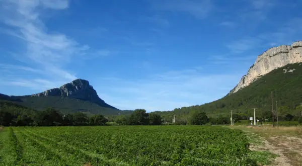 Vigneti rigogliosi ai piedi delle imponenti montagne di Saint-Loup, sotto un cielo azzurro con nuvole sottili.