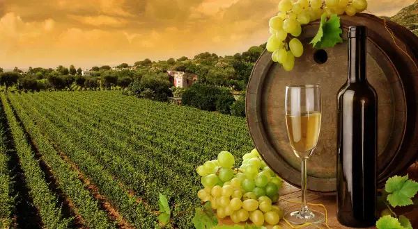 Un bicchiere di vino bianco, una bottiglia e grappoli d'uva su una botte, con un vigneto rigoglioso sullo sfondo. Un assaggio dei vini del sud Italia.