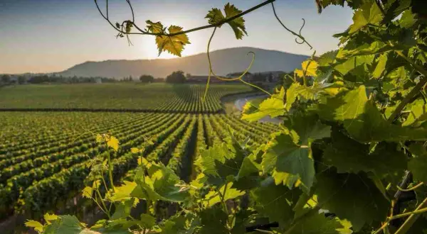 Vigneti dorati al tramonto, un paesaggio che fa capire perché si chiama Franciacorta: la bellezza che ispira vini pregiati.