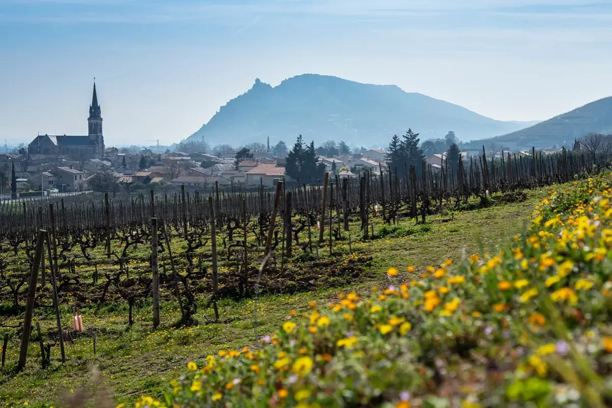 Vigneti in fiore nella valle del Rhone, con un villaggio e una chiesa sullo sfondo.
