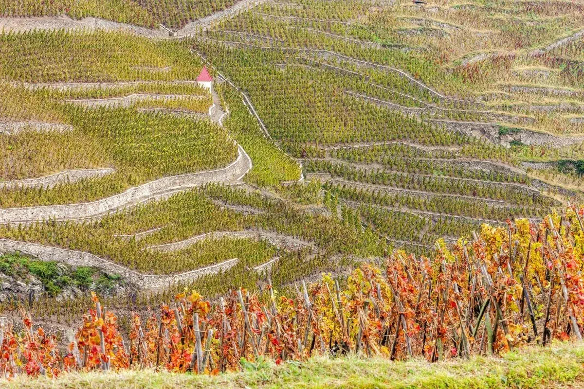 Terrazzamenti di vigneti a Vacqueyras, con un piccolo edificio rosso in cima. Le foglie autunnali creano un mosaico di colori.