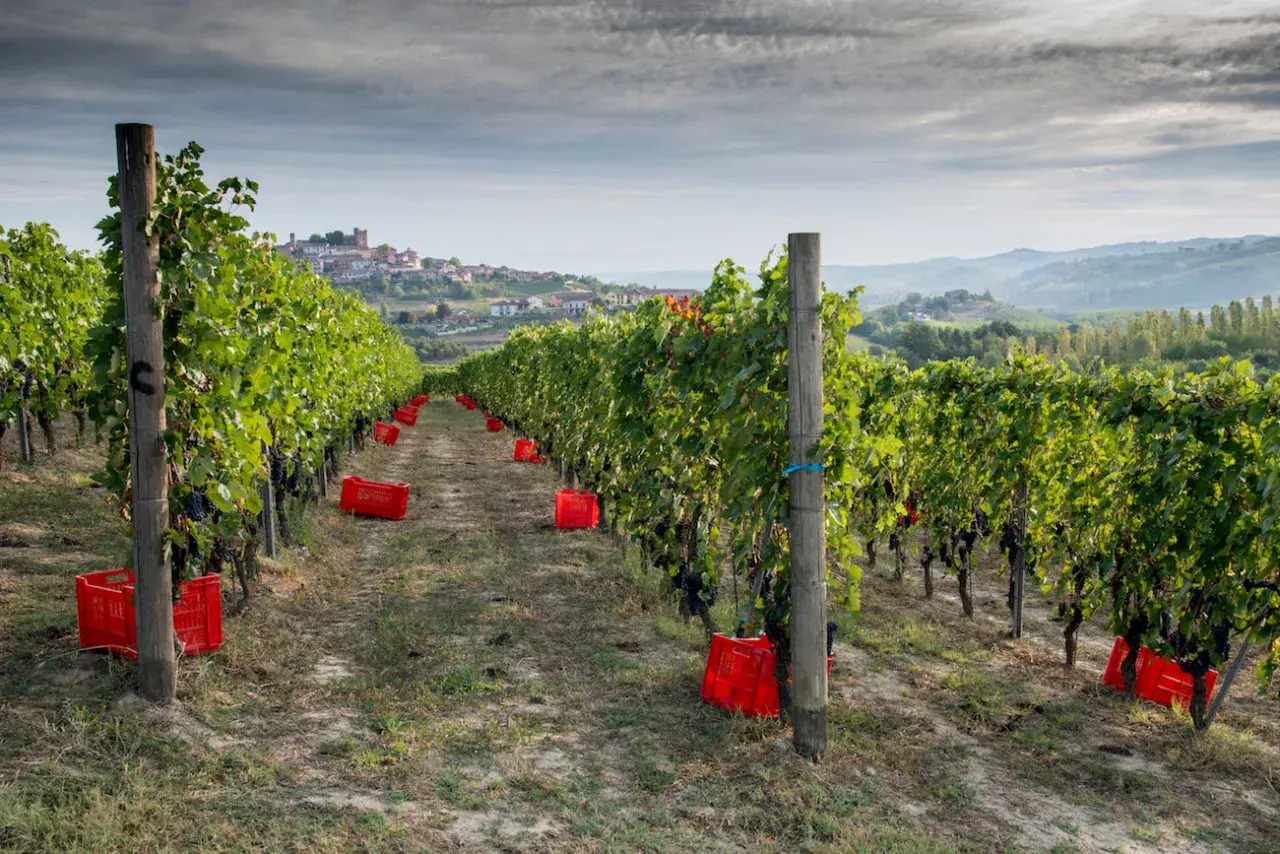 Vigneto di Nebbiolo, con grappoli scuri pronti per la raccolta e ceste rosse sparse tra i filari. In lontananza, un borgo collinare.