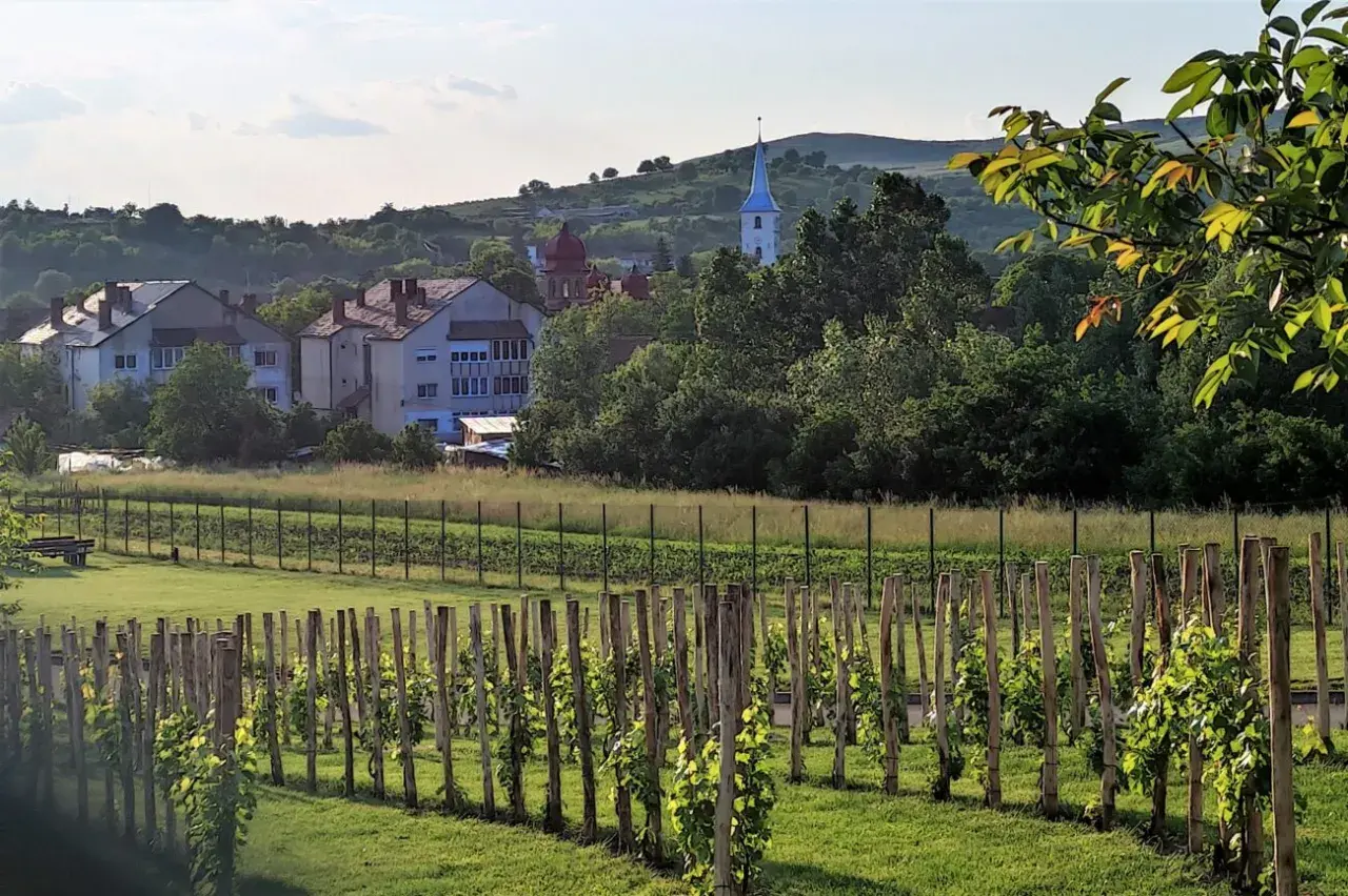 Vigneto di Feteasca Neagra con case e campanile sullo sfondo, in una giornata di sole.
