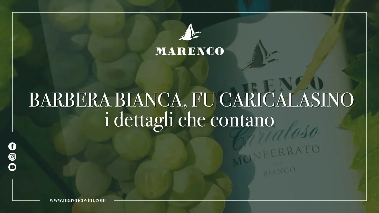 Uva Barbera bianca, un vino che racconta la storia di Marenco. Dettagli che contano.