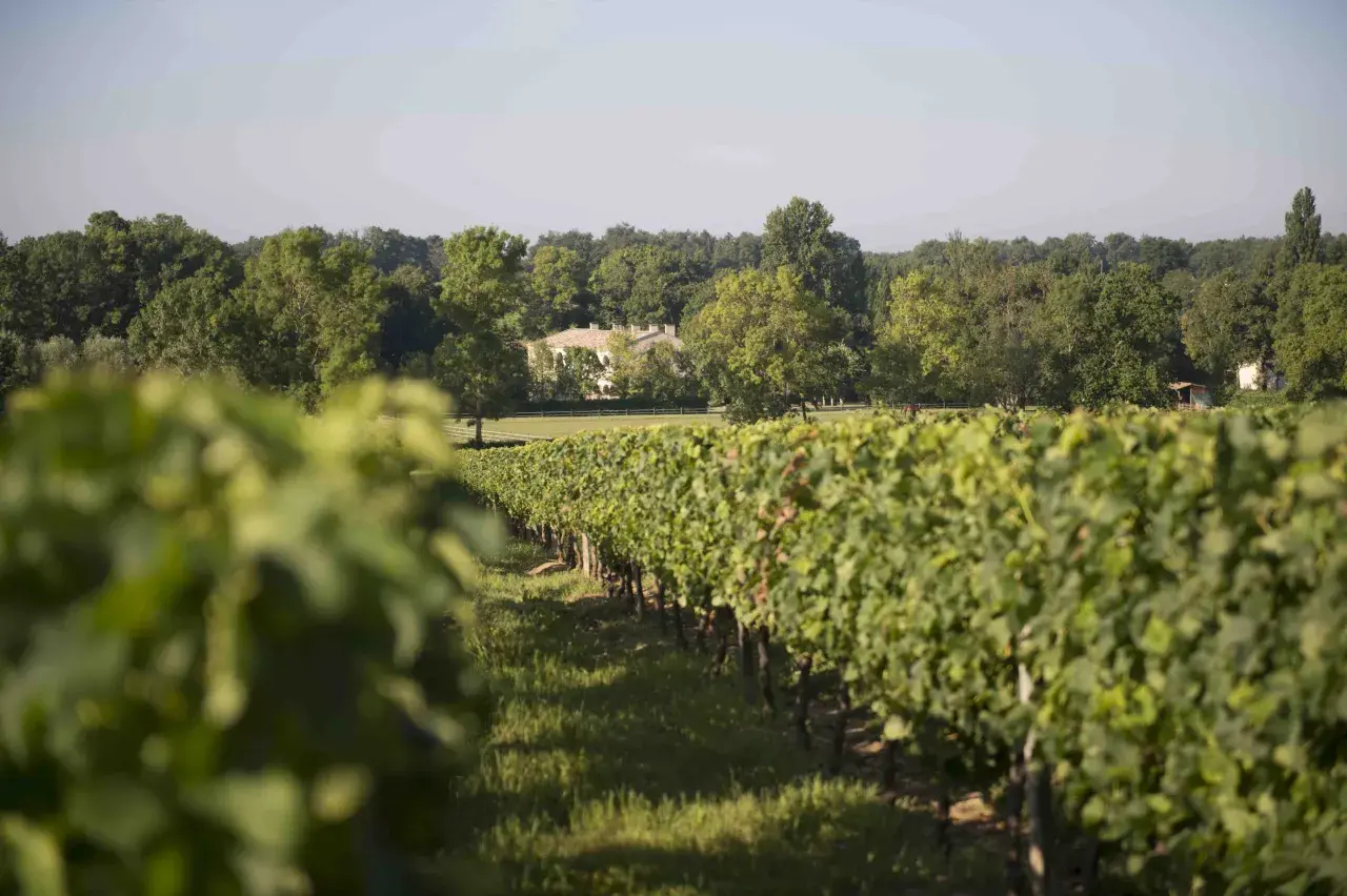 Vigneti rigogliosi sotto il sole, con una casa in pietra sullo sfondo, un paesaggio tipico di Saint-Émilion.