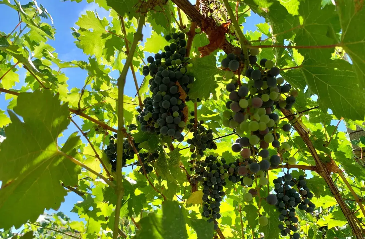 Grappoli d'uva in invaiatura vite, con acini verdi e violacei che iniziano a colorarsi sotto il sole. Le foglie verdi brillano, promettendo un futuro raccolto.