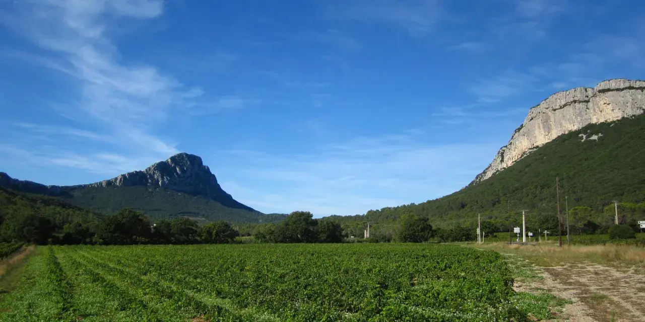 Vigneti rigogliosi ai piedi delle imponenti montagne di Saint-Loup, sotto un cielo azzurro con nuvole sottili.