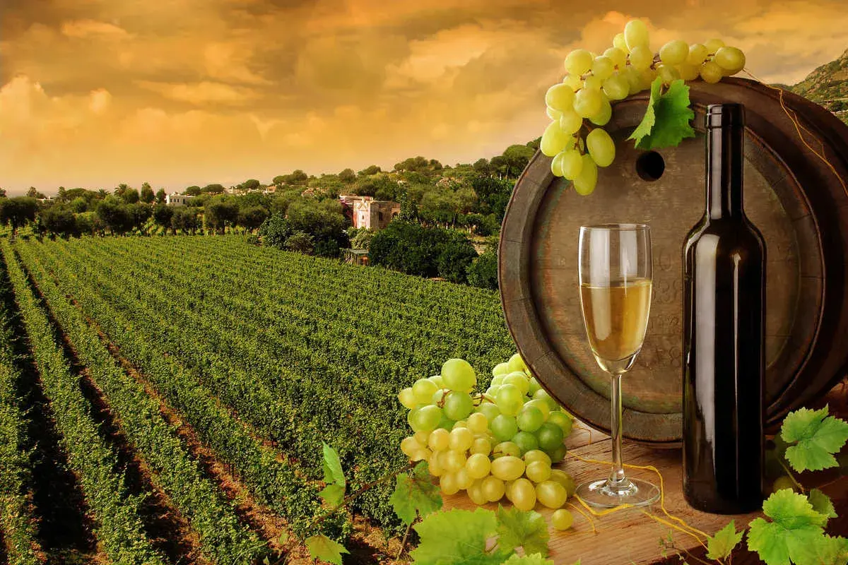 Un bicchiere di vino bianco, una bottiglia e grappoli d'uva su una botte, con un vigneto rigoglioso sullo sfondo. Un assaggio dei vini del sud Italia.
