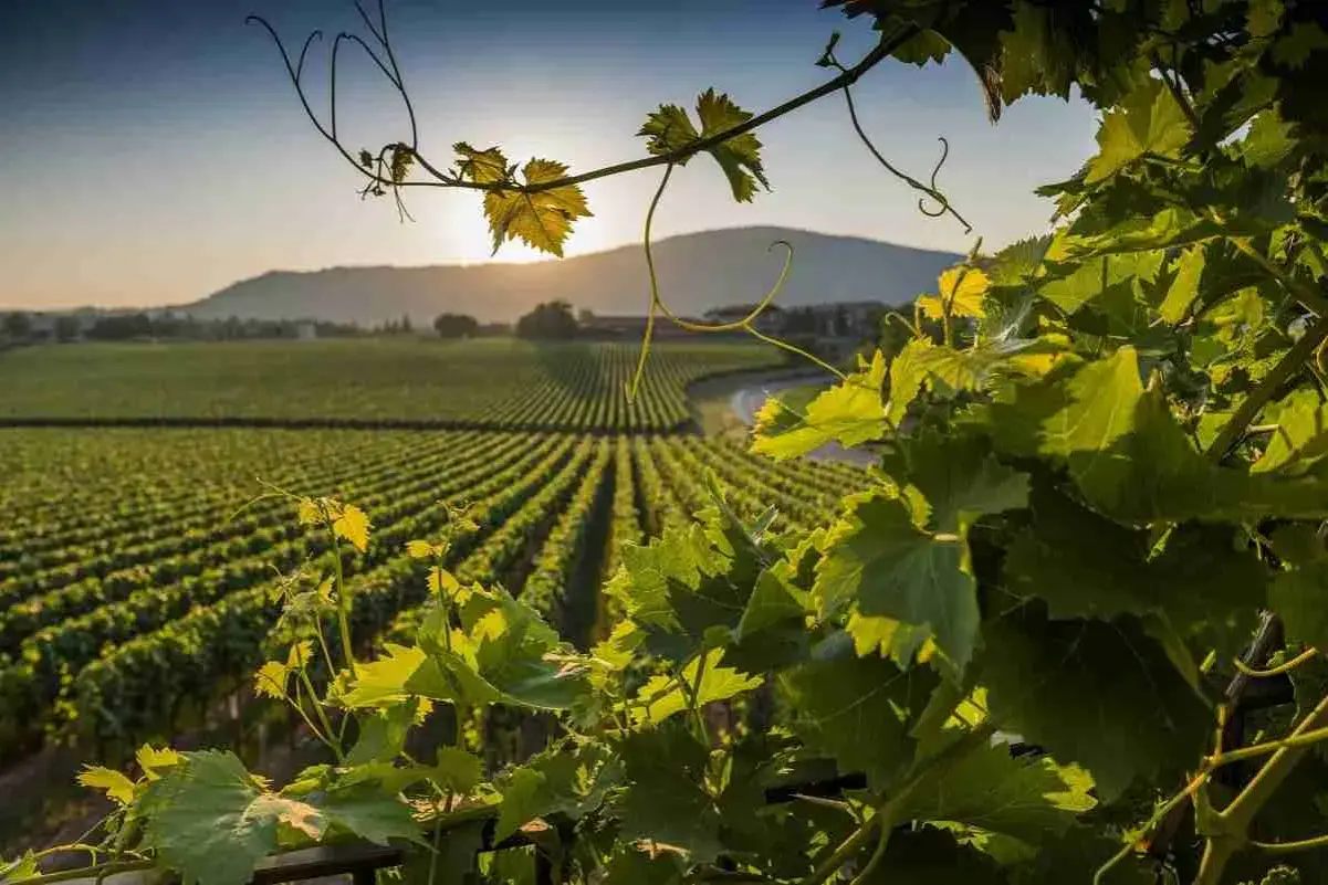 Vigneti dorati al tramonto, un paesaggio che fa capire perché si chiama Franciacorta: la bellezza che ispira vini pregiati.