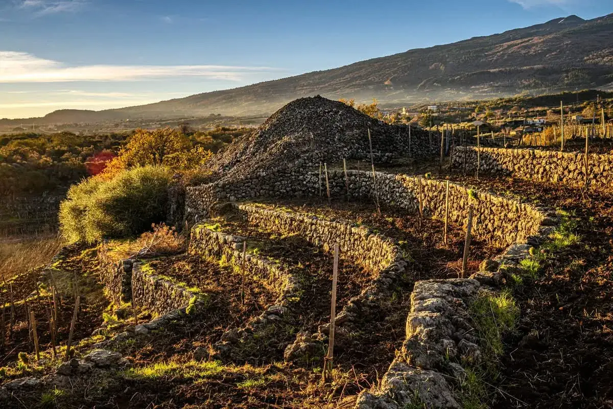 Terrazzamenti in pietra lavica per la coltivazione di vini Sicilia, con il vulcano sullo sfondo al tramonto.