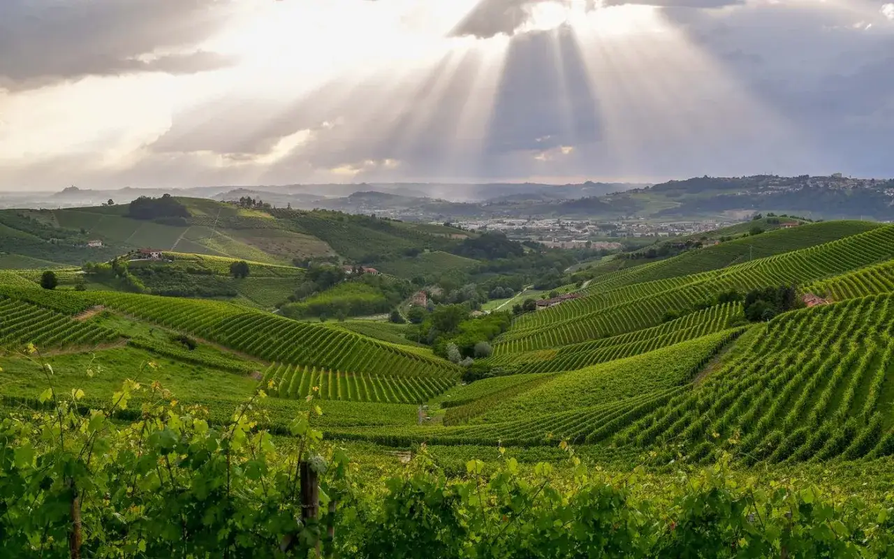 Colline nebbiose illuminate da raggi di sole, con filari ordinati di barbaresco vitigno che si estendono a perdita d'occhio.