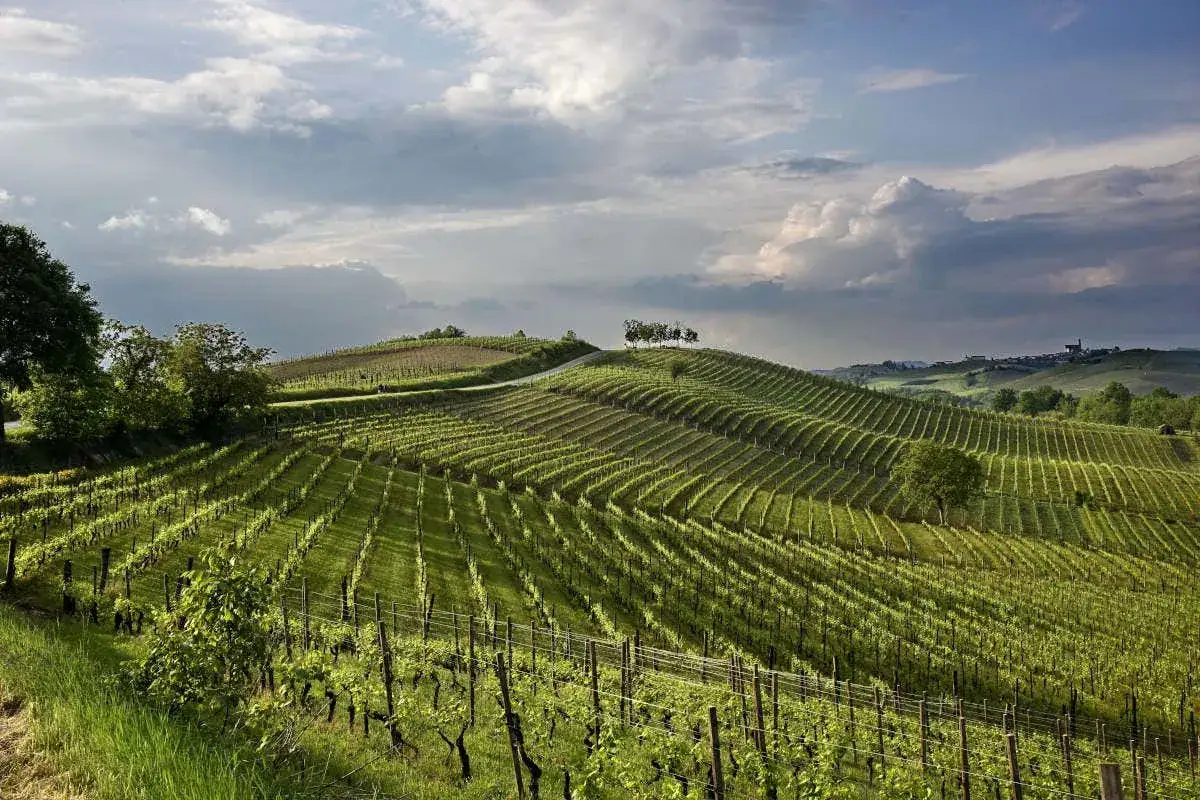 Colline ondulate ricoperte da rigogliosi vigneti, con file ordinate che si estendono a perdita d'occhio. Il paesaggio evoca la serenità delle ruche di castagnole sotto un cielo drammatico.