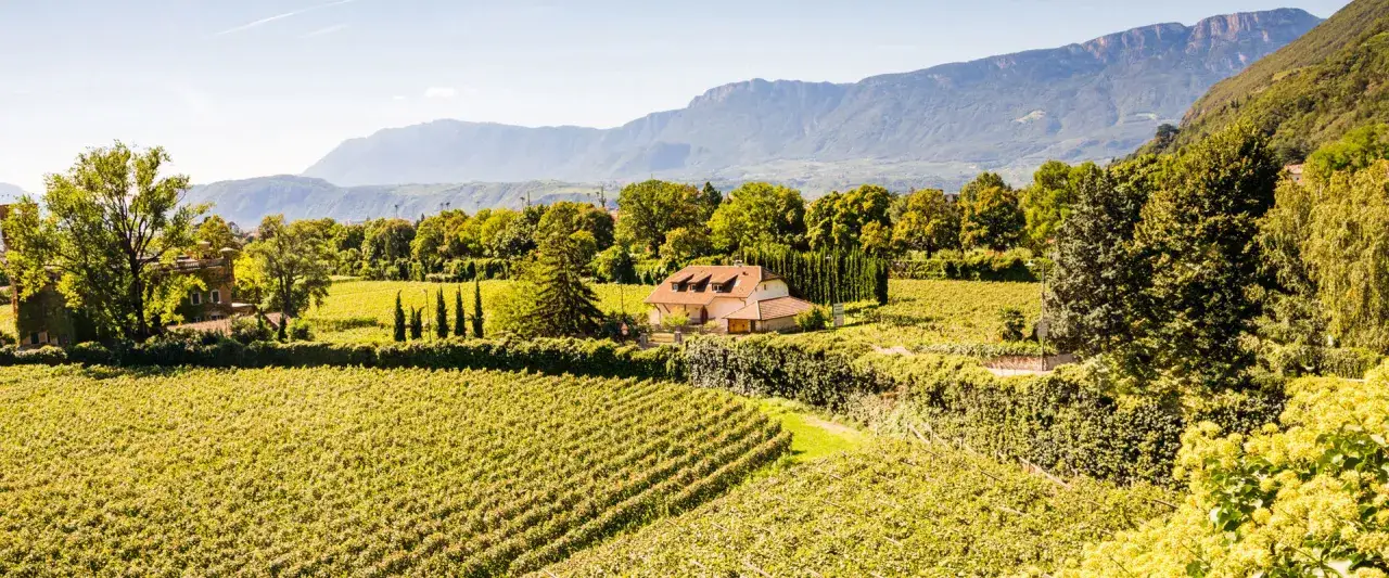 Vigneti rigogliosi e una casa con tetto rosso in Trentino Alto Adige, terra di eccellenti vini.