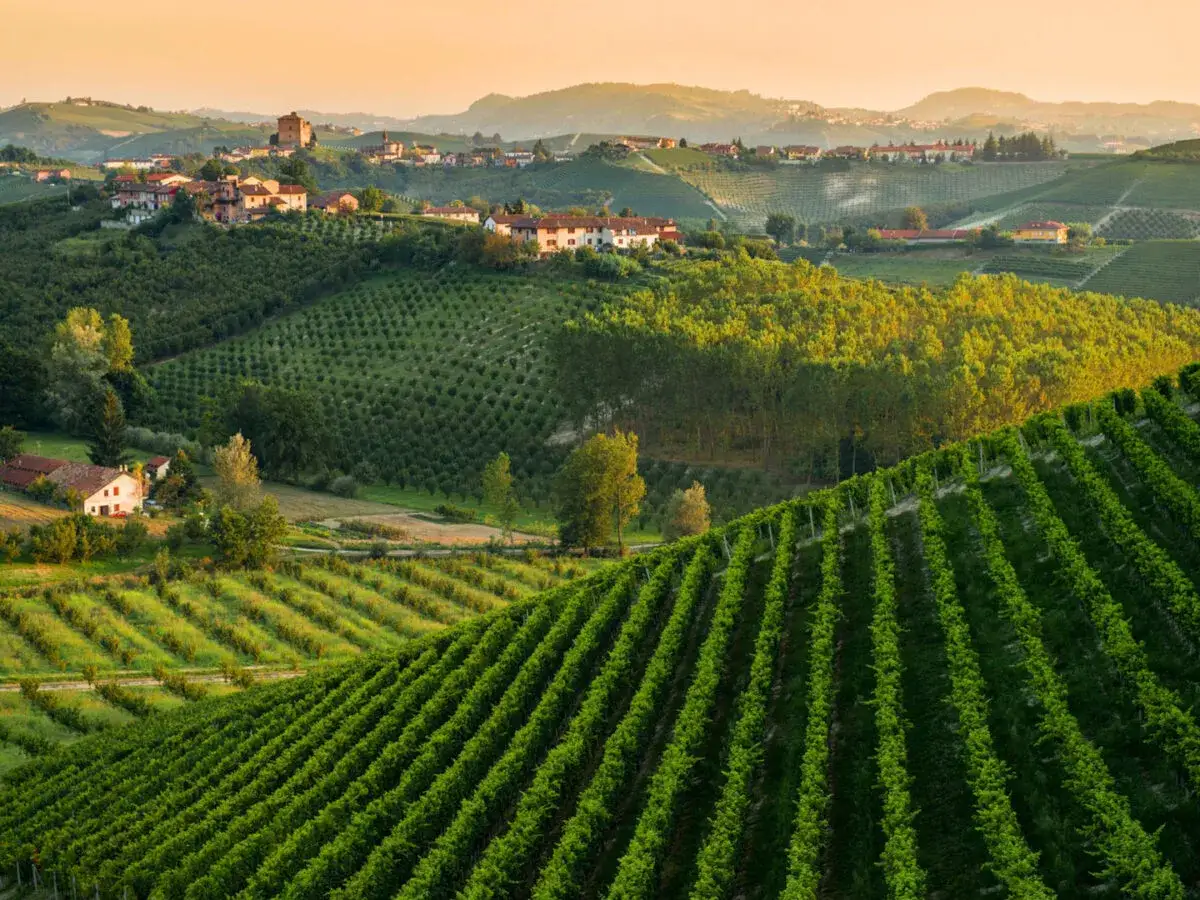 Colline del Piemonte al tramonto, con filari di vigneti che promettono eccellenti vini piemontesi. Case sparse e un borgo in lontananza.
