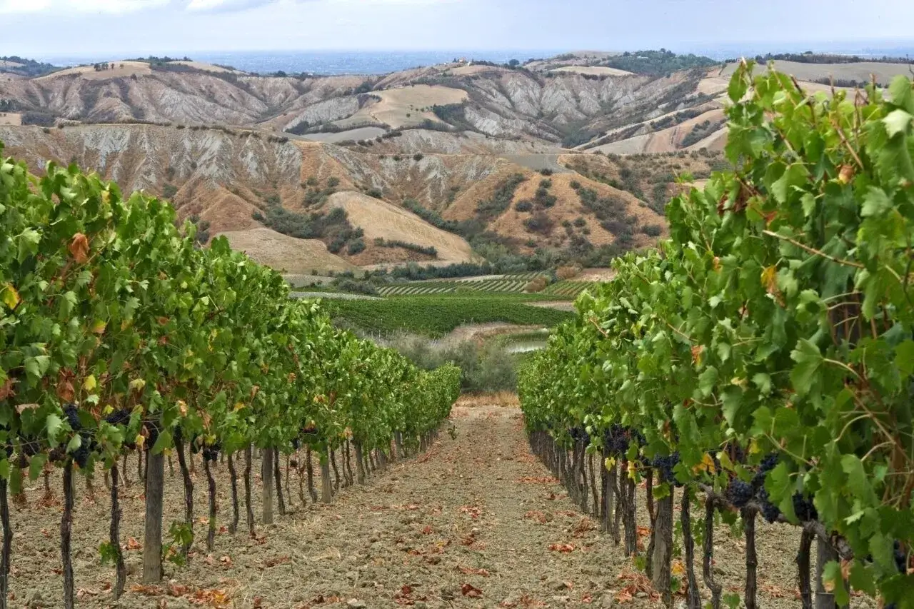 Vigneti rigogliosi con grappoli d'uva scura, sullo sfondo colline ondulate e un paesaggio che evoca il sapore del vino emiliano.
