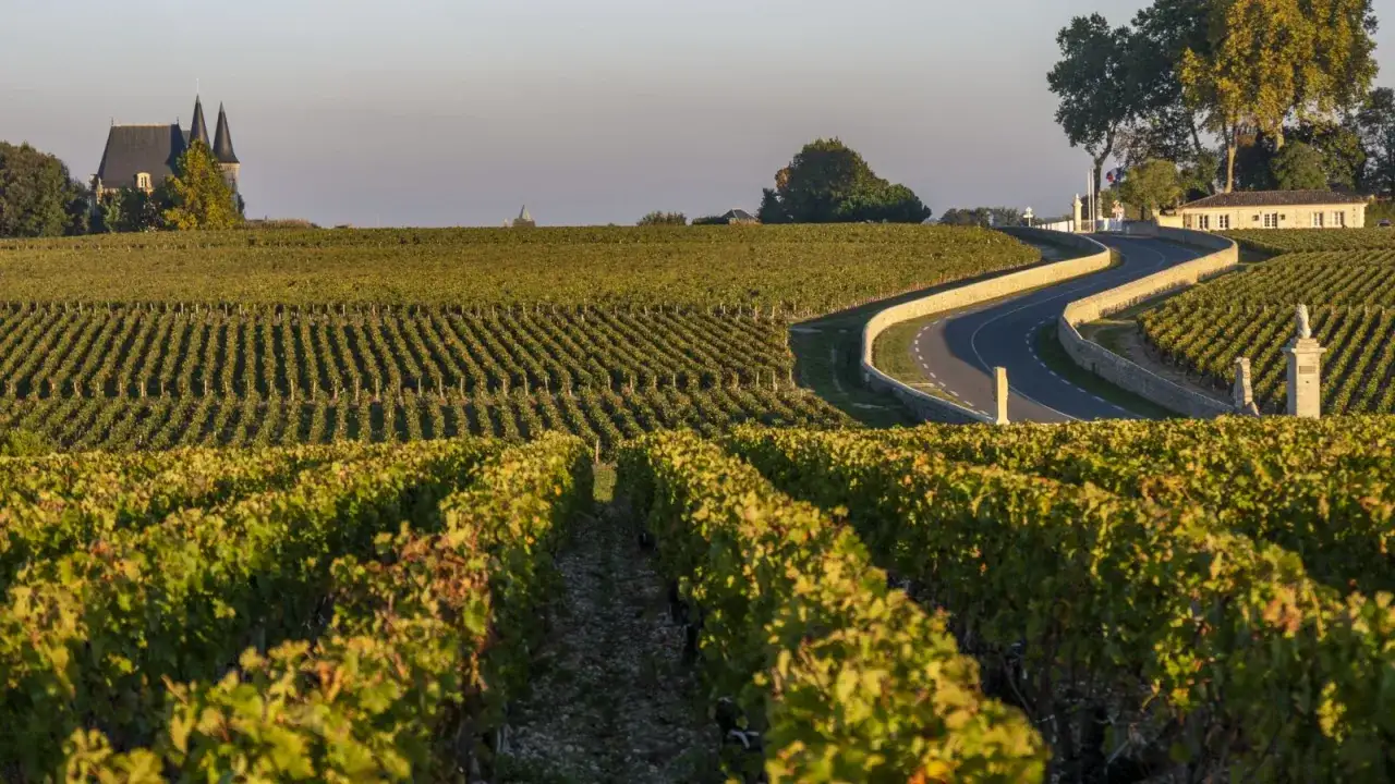 Vigneti dorati a Saint-Est&egrave;phe, con un castello sullo sfondo e una strada tortuosa che attraversa il paesaggio.