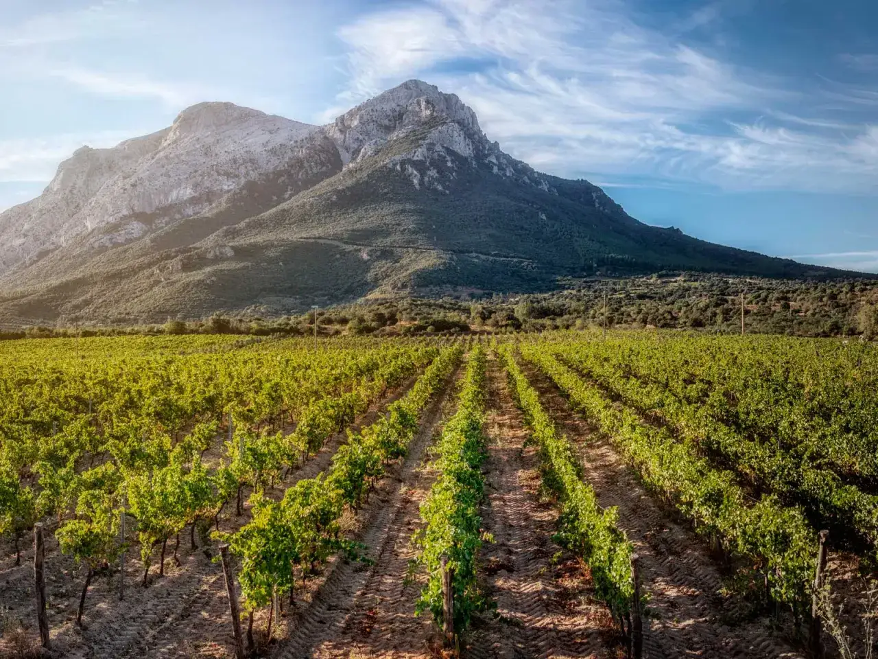 Vigneti rigogliosi ai piedi del maestoso pic Saint Loup, sotto un cielo azzurro striato di nuvole.