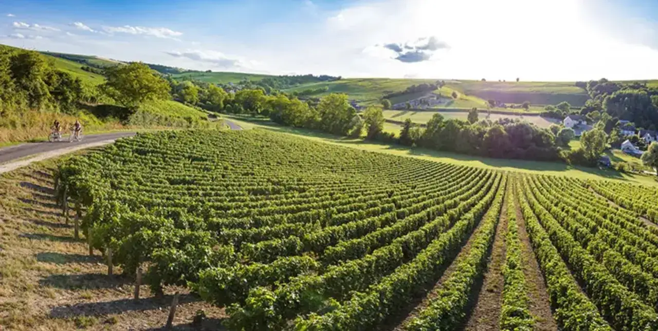 Colline verdi e filari di vigneti rigogliosi, con due ciclisti su una strada panoramica. Un paesaggio idilliaco che evoca i pregiati vini della Loira.