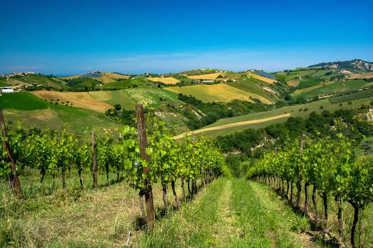 Vigneti rigogliosi sotto un cielo azzurro, con dolci colline coltivate che ricordano il profumo del Cerasuolo d'Abruzzo.