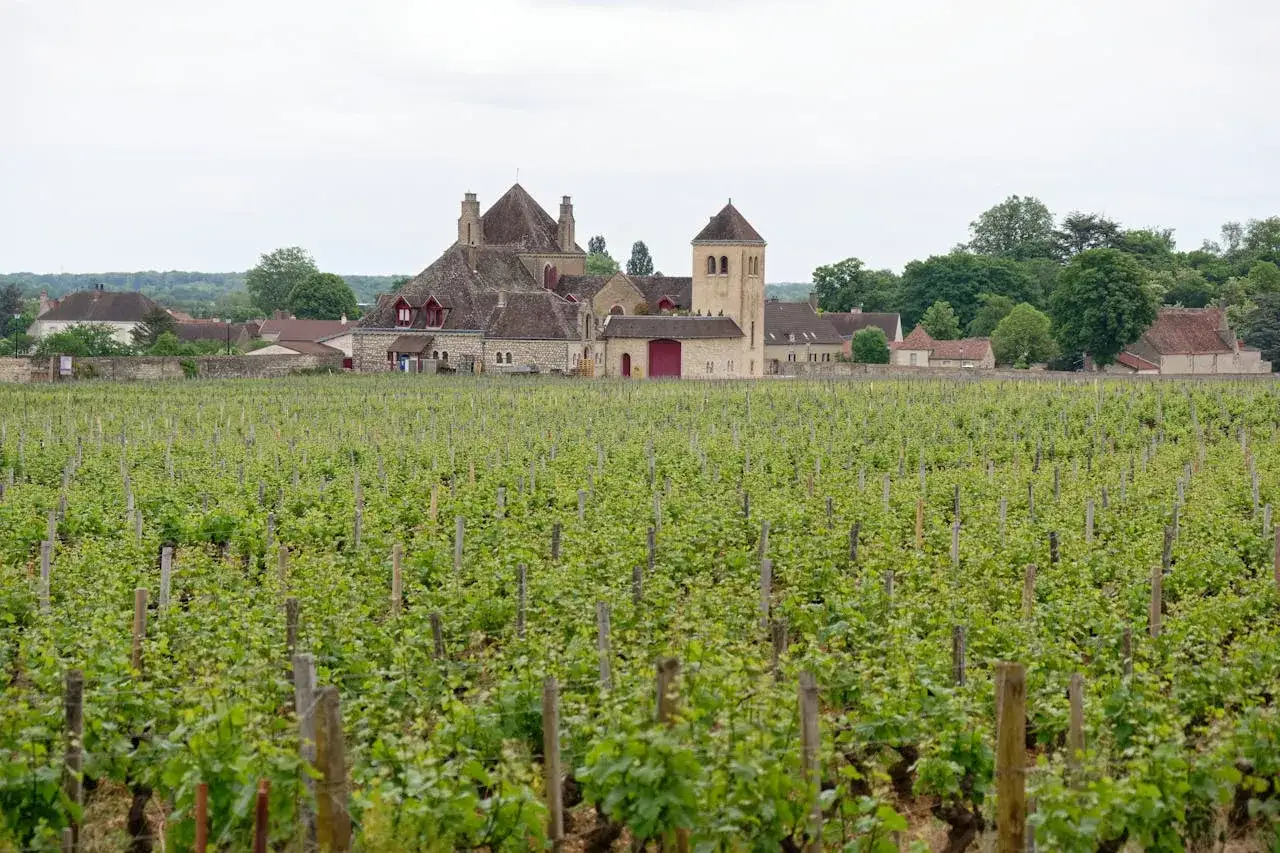 Vigneti rigogliosi davanti a un complesso di edifici storici, con un campanile e tetti in pietra, evocano l'atmosfera del Chablis.