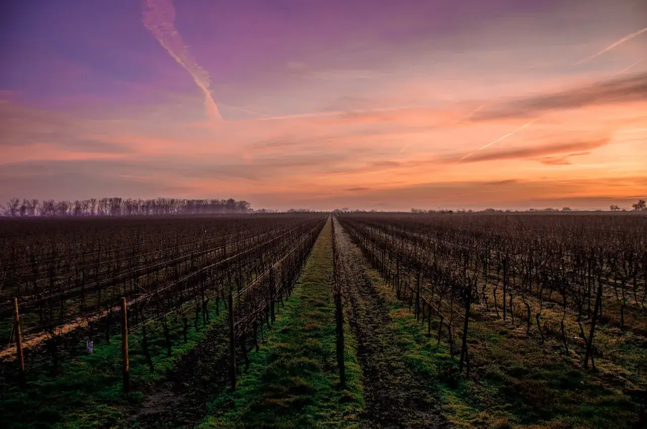 Vigneti di Morellino di Scansano al tramonto, con cielo viola e arancio.