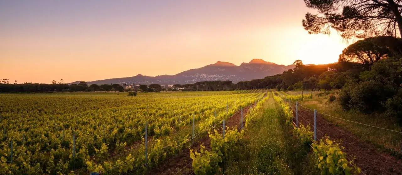 Vigneti rigogliosi sotto un cielo aranciato, con montagne sullo sfondo. Un paesaggio che evoca la tranquillità e il sapore del Pouilly.