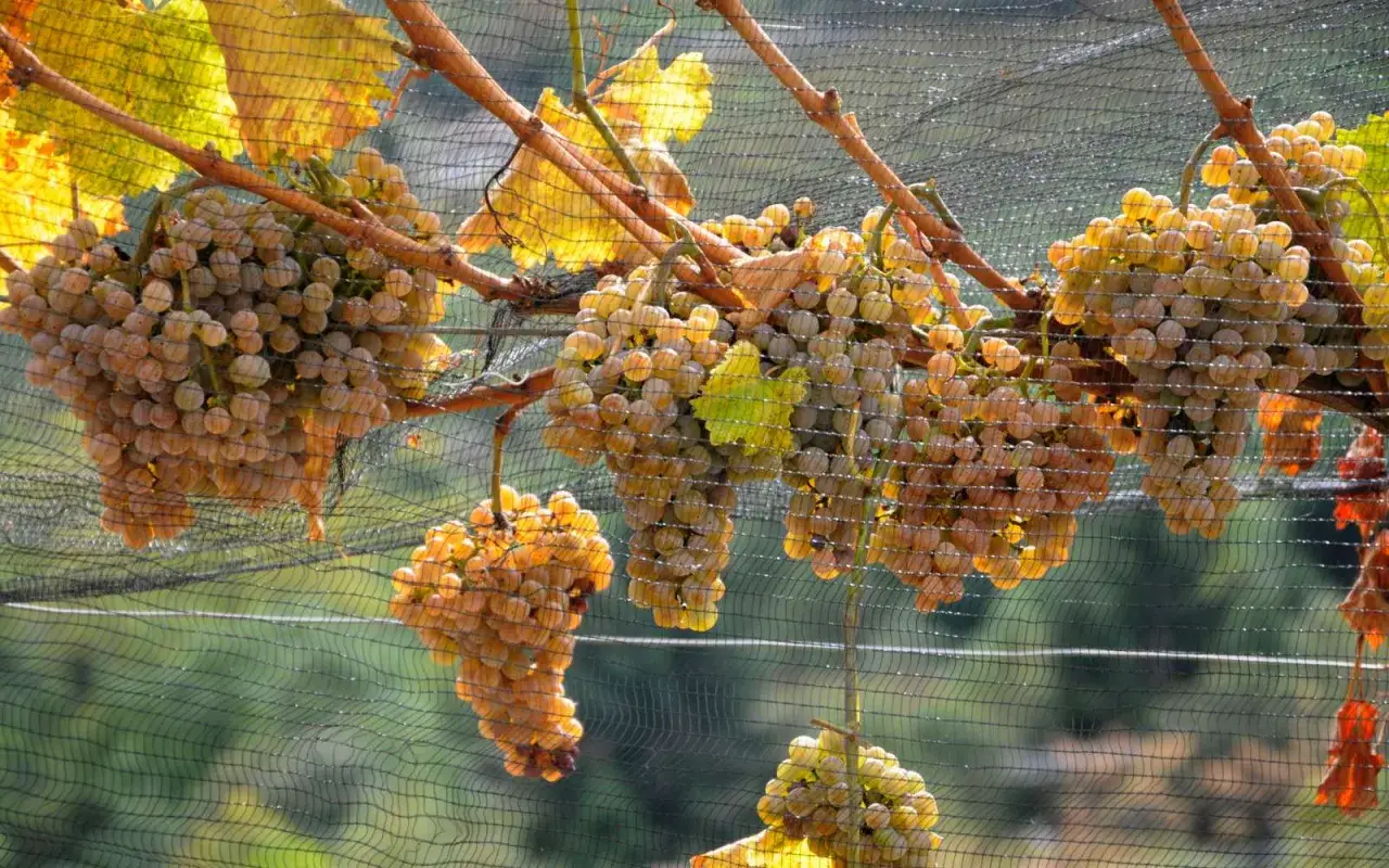 Grappoli dorati di vitigni aromatici pendono dai tralci, protetti da una rete. Le foglie gialle creano un contrasto caldo.