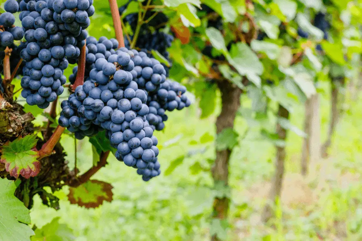 Grappoli di uva nera matura, pronti per diventare un uva per lo champagne, pendono da una vite in un vigneto rigoglioso.