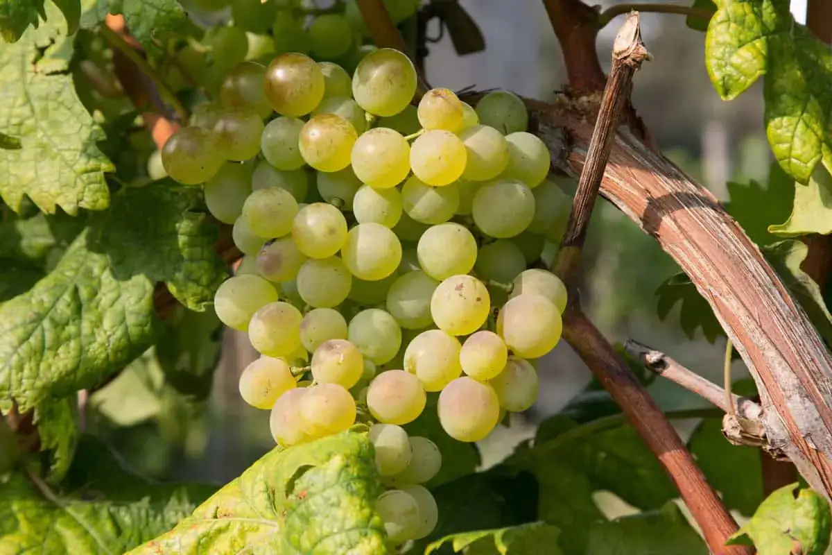 Grappolo di pigato ligure maturo, con acini dorati e succosi, pronto per essere raccolto.