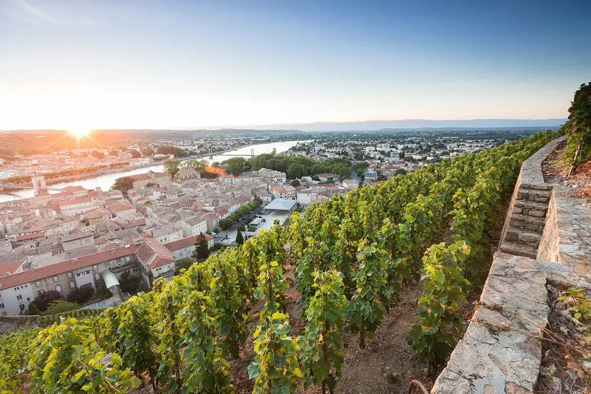 Vigneti terrazzati con vista su una città e un fiume al tramonto, evocano la bellezza del vino Saint-Joseph.