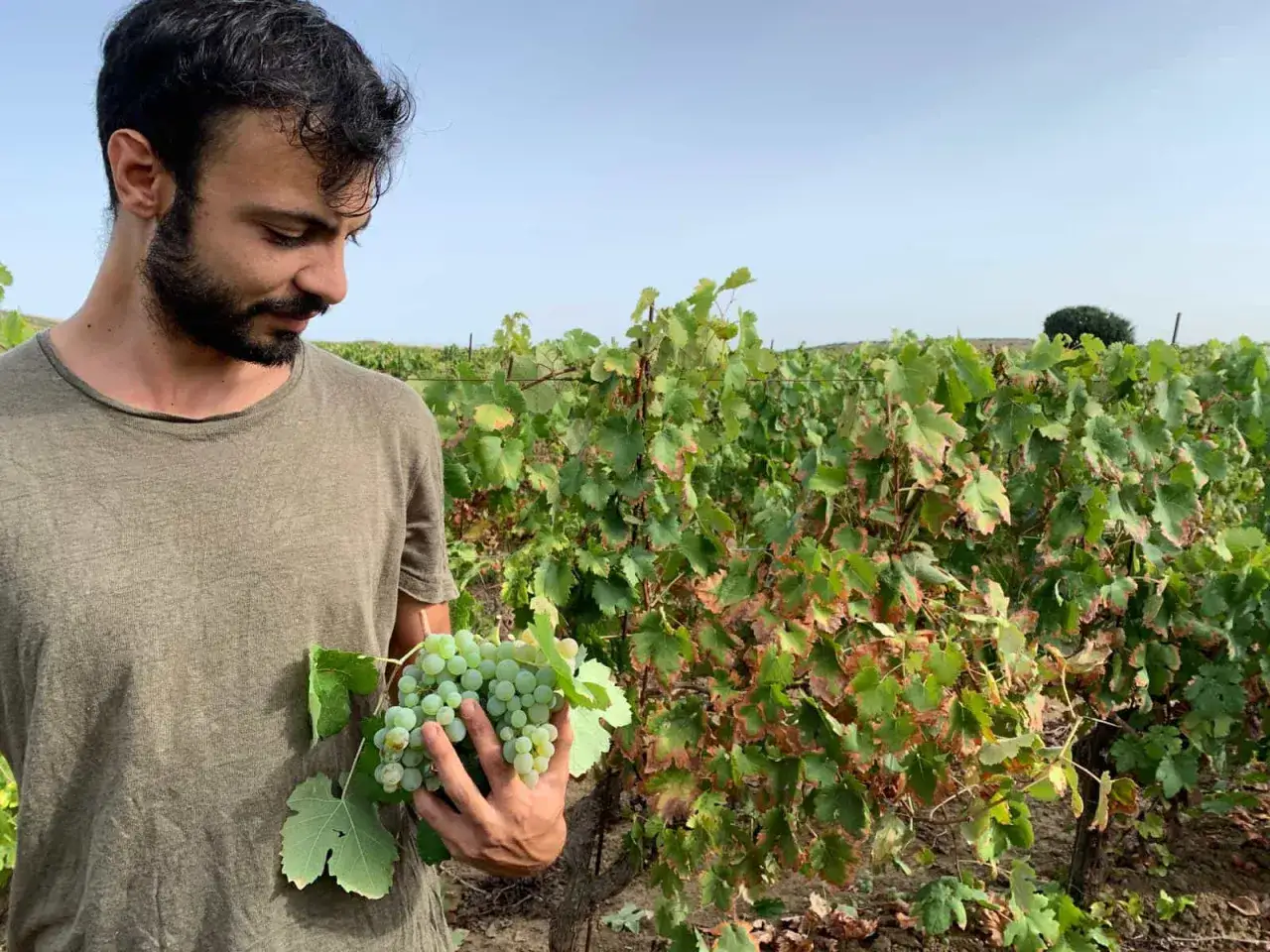 Uomo con grappolo d'uva bianca in un vigneto, forse Nuragus di Cagliari.