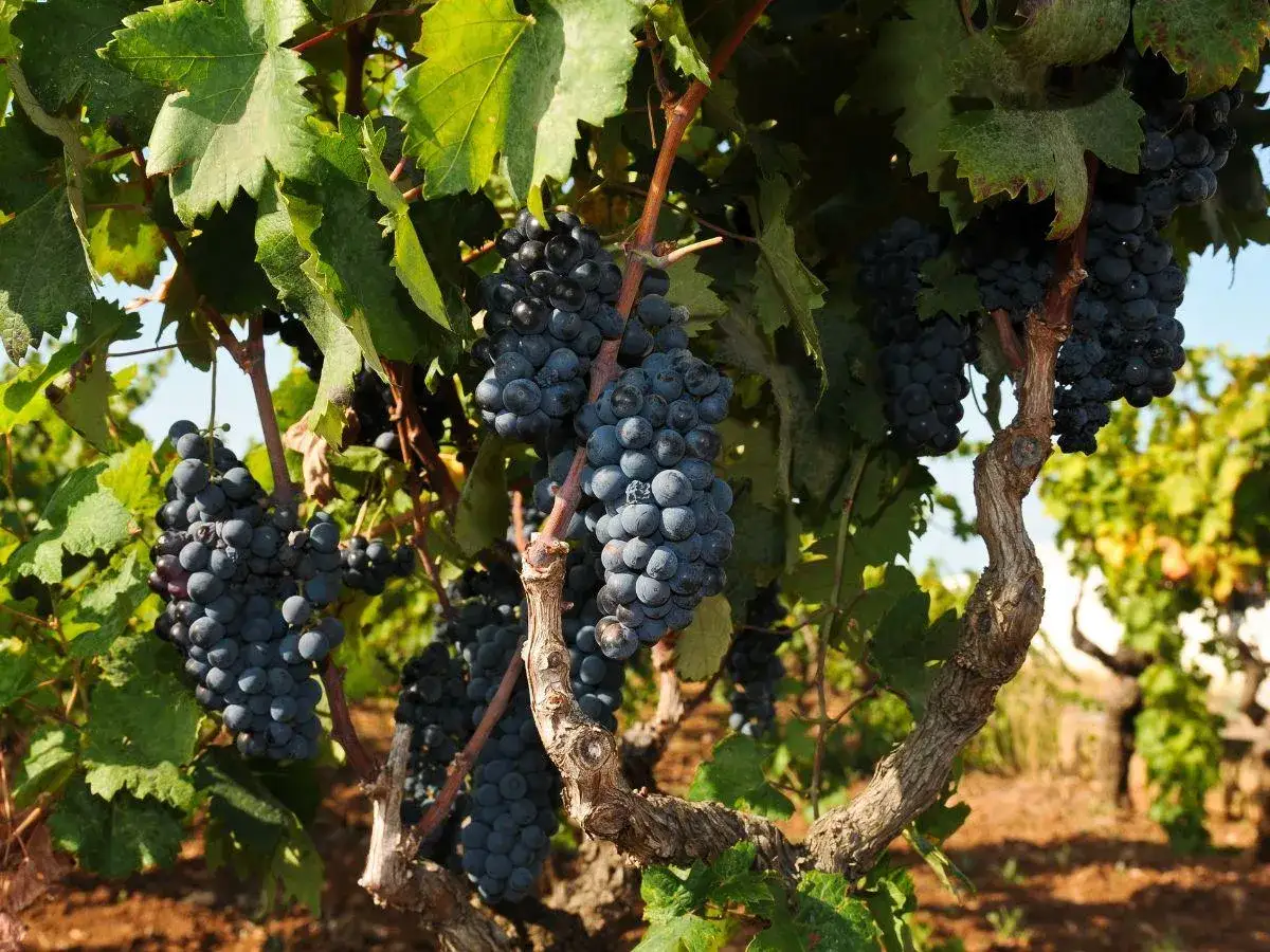 Grappoli scuri di uva pendono da un vitigno nel Salento, pronti per diventare un ottimo vino.