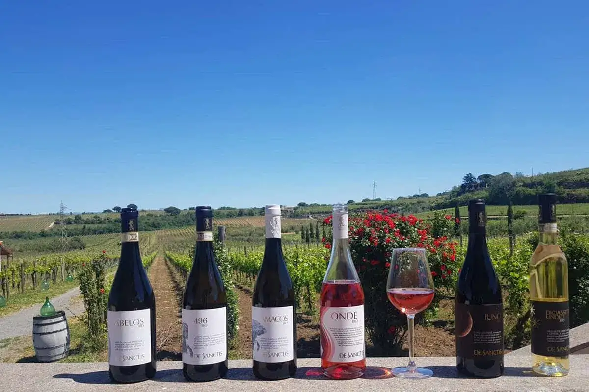 Sei bottiglie di vini romani, tra cui un rosato, in un vigneto sotto un cielo azzurro.