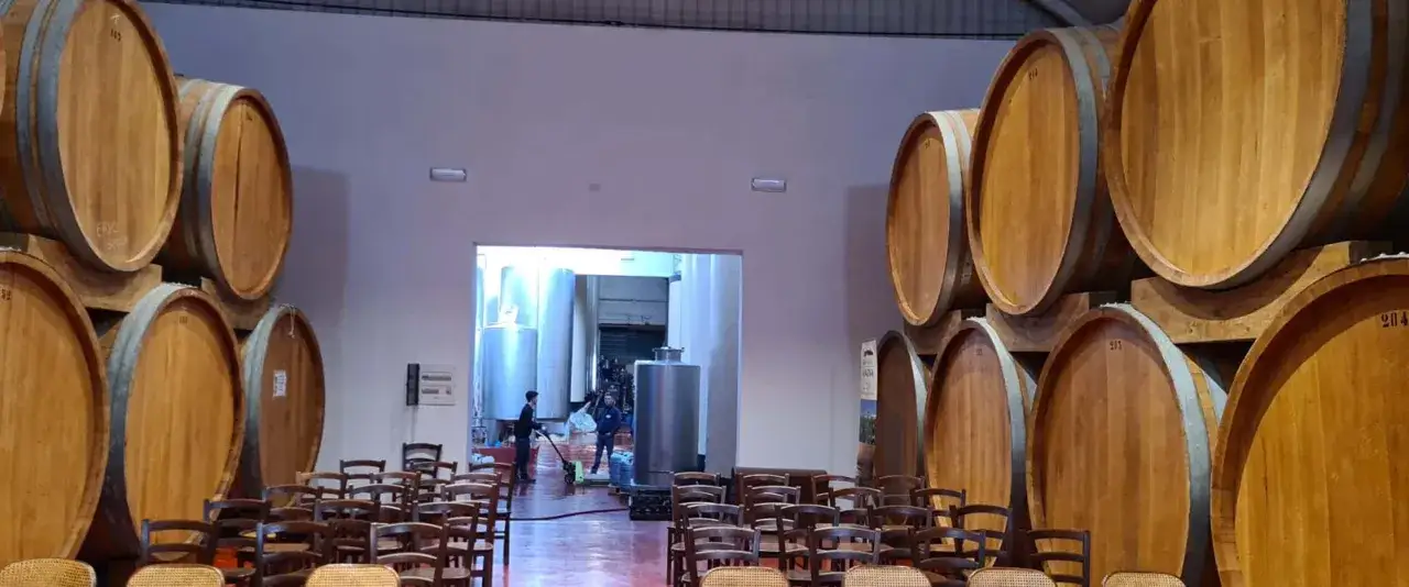 Cantine con botti di legno per l'invecchiamento del marsala vino. Sedie disposte per una degustazione.