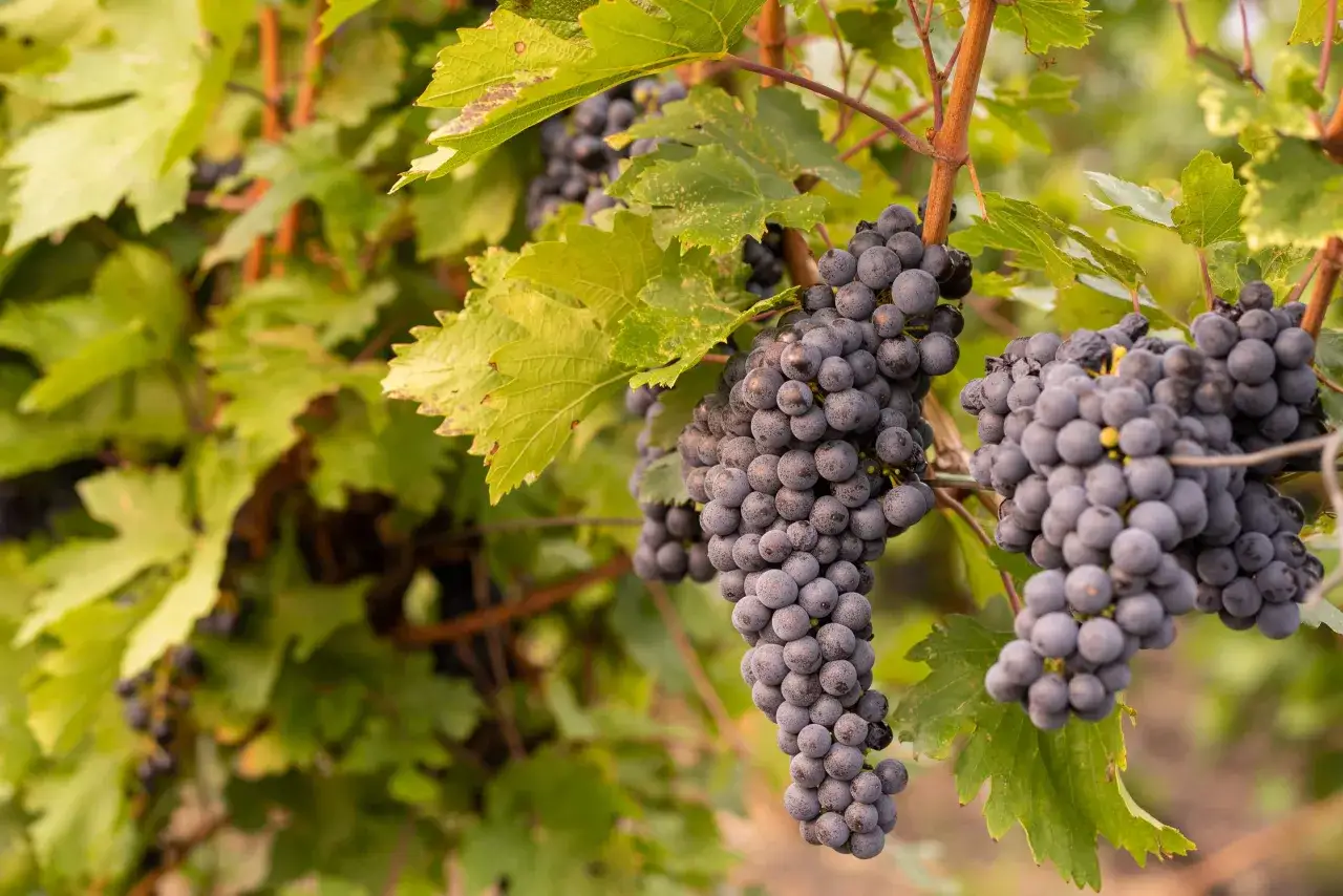 Grappoli maturi di Fetească Neagră pendono da un tralcio, pronti per la vendemmia.