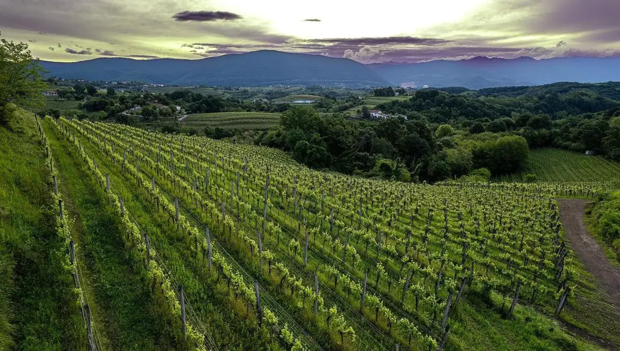 Vigneti rigogliosi sotto un cielo drammatico, promettono un'ottima annata di ribolla gialla.