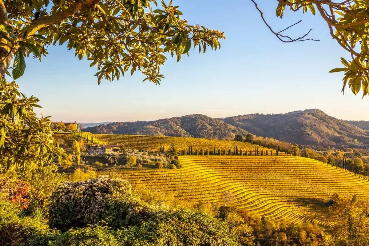 Colline dorate del Friuli, un paesaggio incantevole che evoca il profumo di un pregiato vino bianco del Friuli.