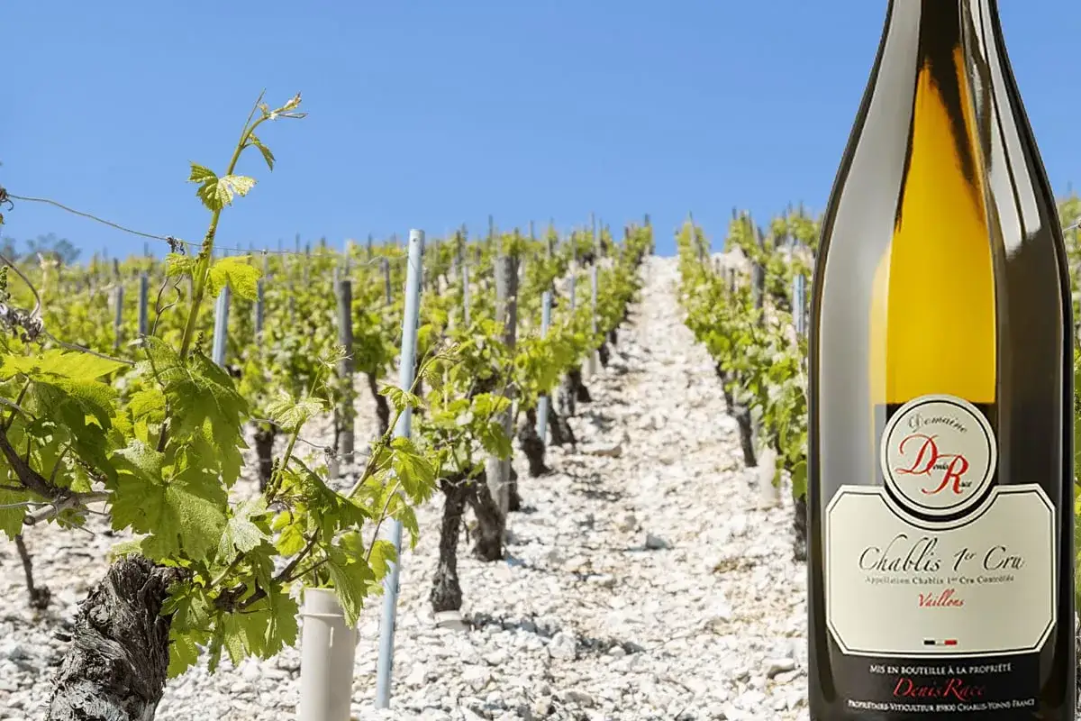 Bottiglia di Chablis Premier Cru in vigneto. Il sole splende sui filari di vite, promettendo un ottimo raccolto per questo Chablis 1er Cru.