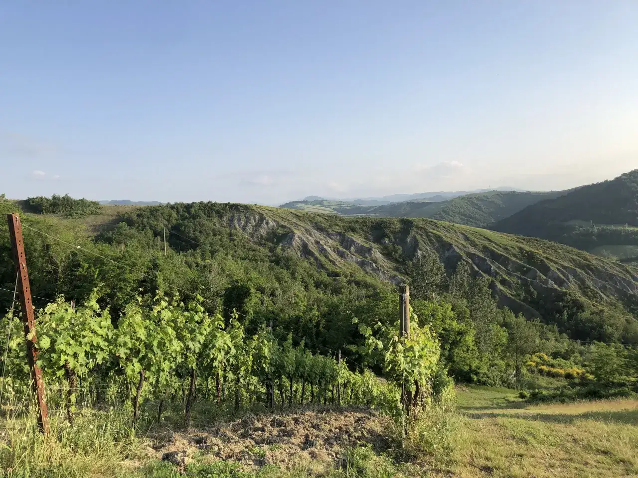 Vigneti rigogliosi di grechetto gentile si estendono su dolci colline verdi sotto un cielo azzurro.