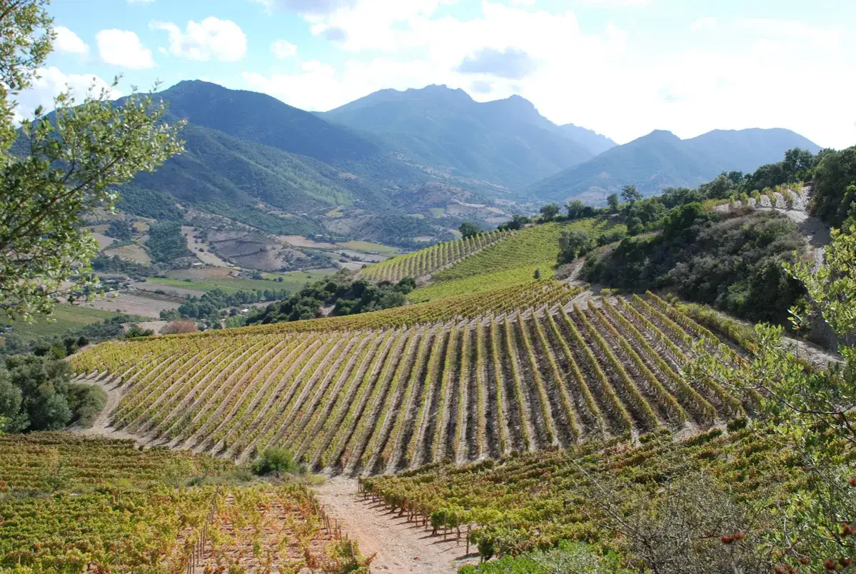 Vigneti terrazzati su dolci colline, con montagne sullo sfondo. Un paesaggio che evoca la bellezza dell'isola dei Nuraghi, terra di sapori antichi.