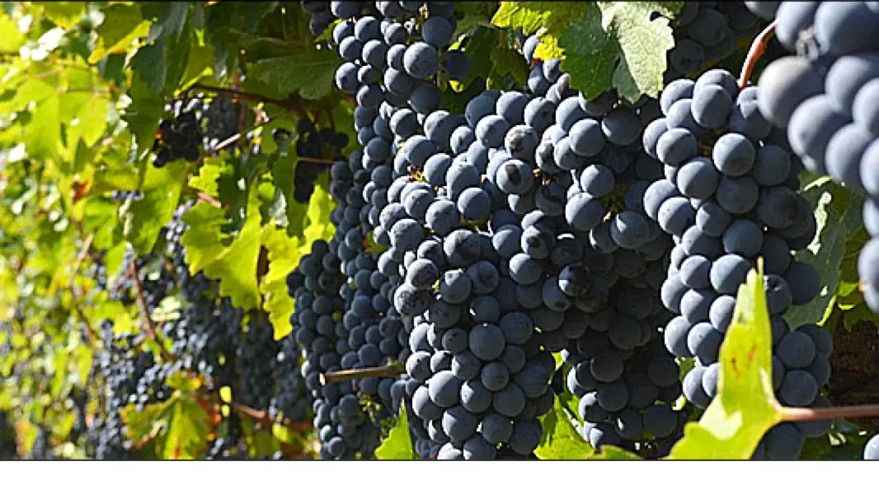 Grappoli scuri di uva in invaiatura vite, pronti per la vendemmia.