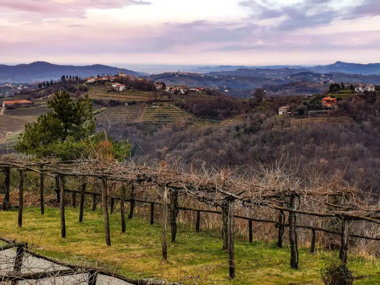 Colline dolci e vigneti ordinati nel Collio, con un pergolato spoglio in primo piano. L'aria è carica del profumo dei futuri vini del Collio.