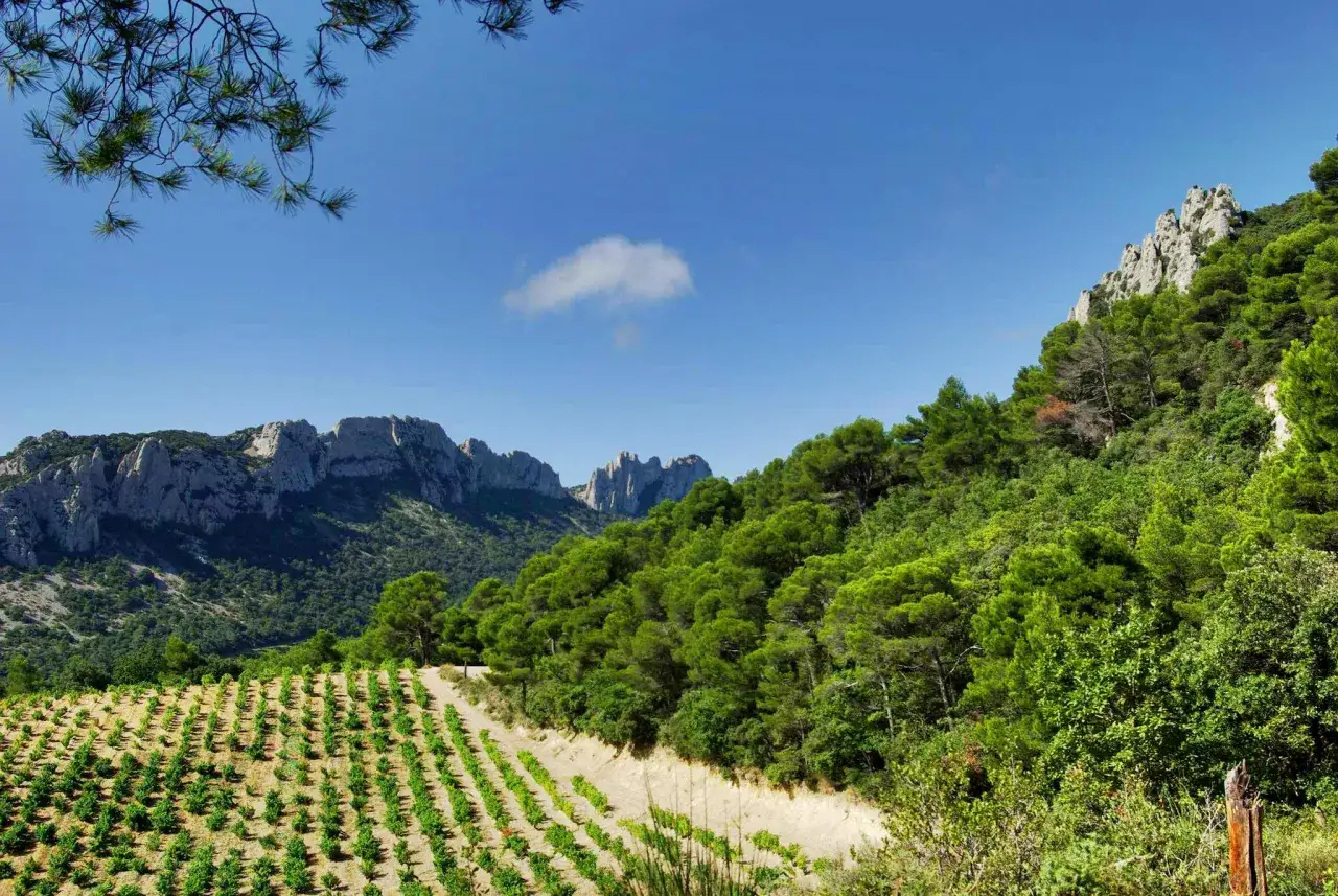 Vigneti rigogliosi ai piedi delle rocce di Vacqueyras, sotto un cielo azzurro con una nuvola solitaria.