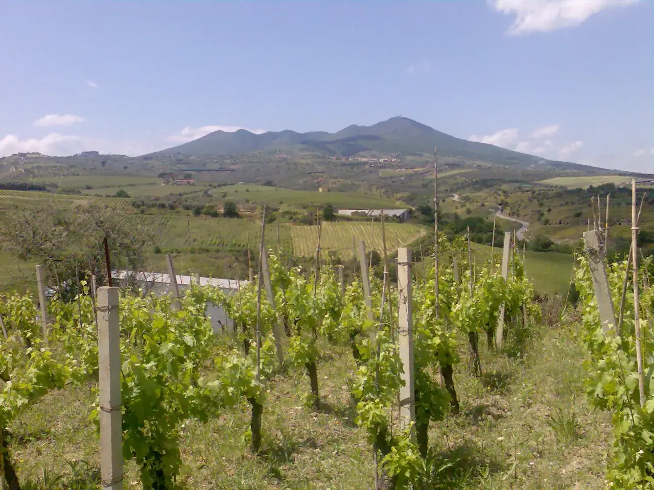 Vigneti rigogliosi sotto un cielo azzurro, con dolci colline e montagne sullo sfondo. Un paesaggio che promette eccellenti vini lucani.