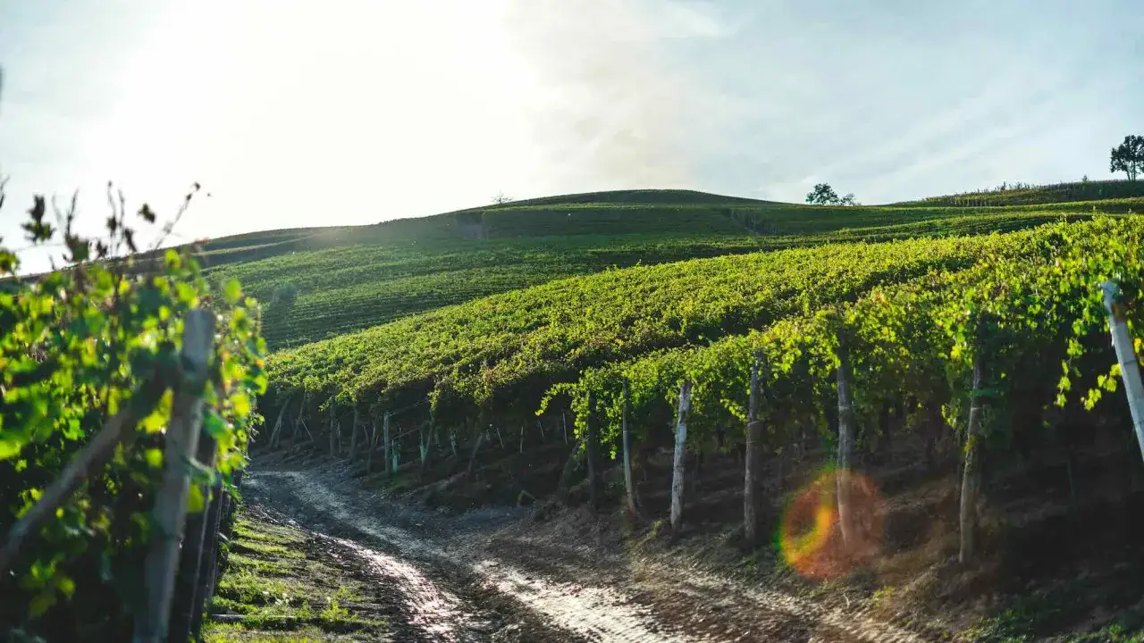 Colline verdi illuminate dal sole, con filari di vitigno merlot che scendono dolcemente. Un sentiero sterrato attraversa il paesaggio.