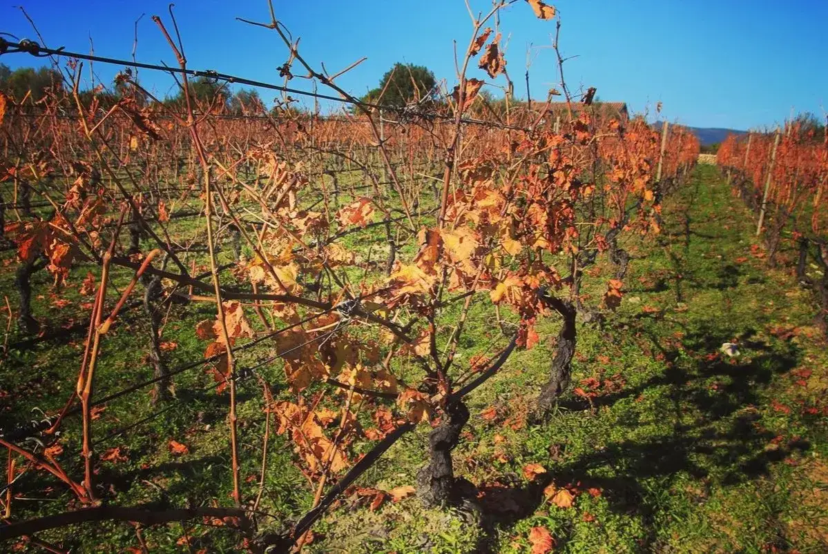 Vigneti di Malvasia di Bosa in autunno, con foglie arancioni e cielo azzurro.