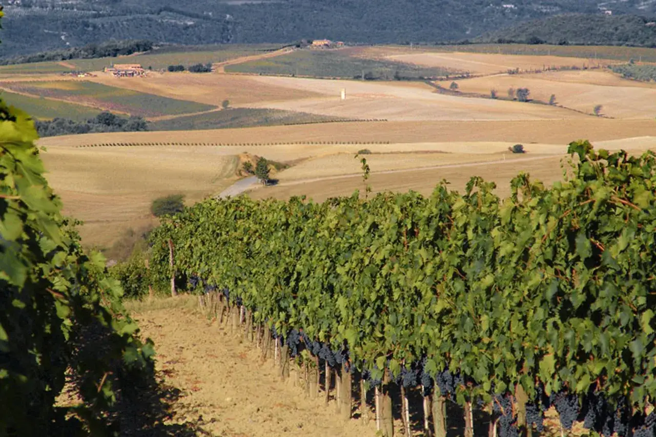 Vigneti di brunello vitigno in Toscana, con filari rigogliosi e grappoli maturi, sullo sfondo di dolci colline coltivate.