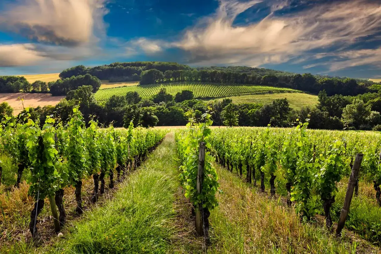 Vigneti rigogliosi sotto un cielo drammatico, un paesaggio che evoca i migliori vini biologici italiani.