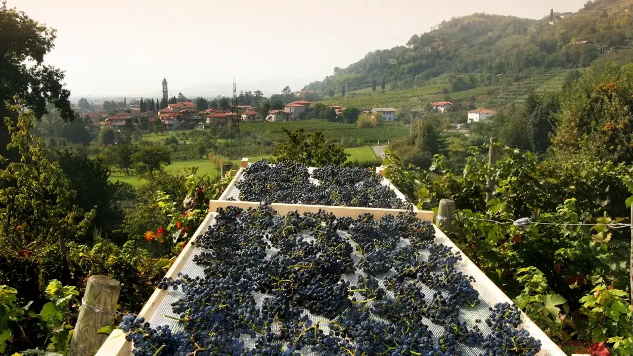 Grappoli d'uva scura essiccati al sole, pronti per diventare Moscato di Scanzo, con un borgo collinare sullo sfondo.